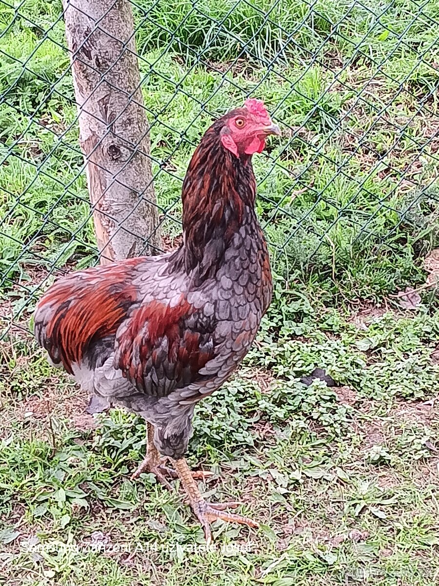 Araukana,Švédská květina