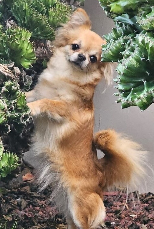 Čivava dlouhosrstá  koupím