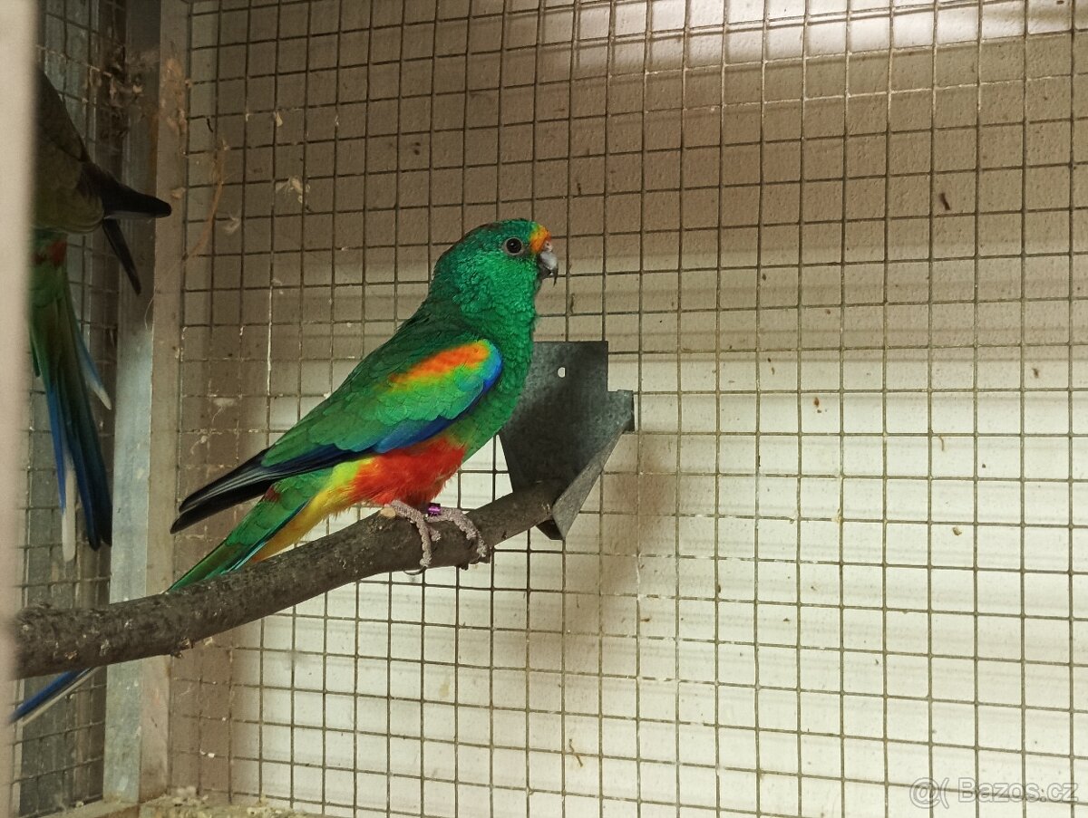Prodám papoušky mnohobarvé