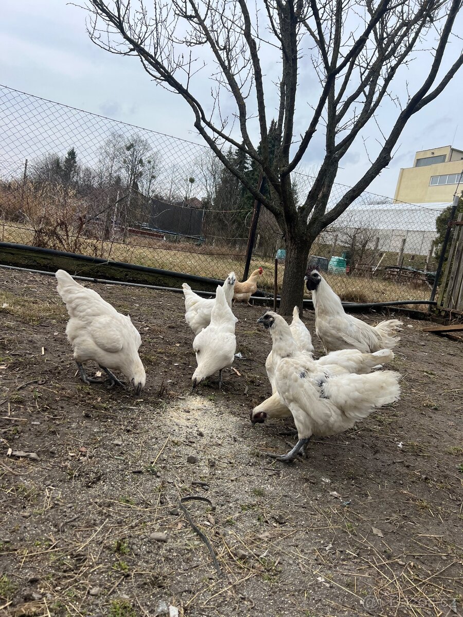Násadová vejce Ga H mong