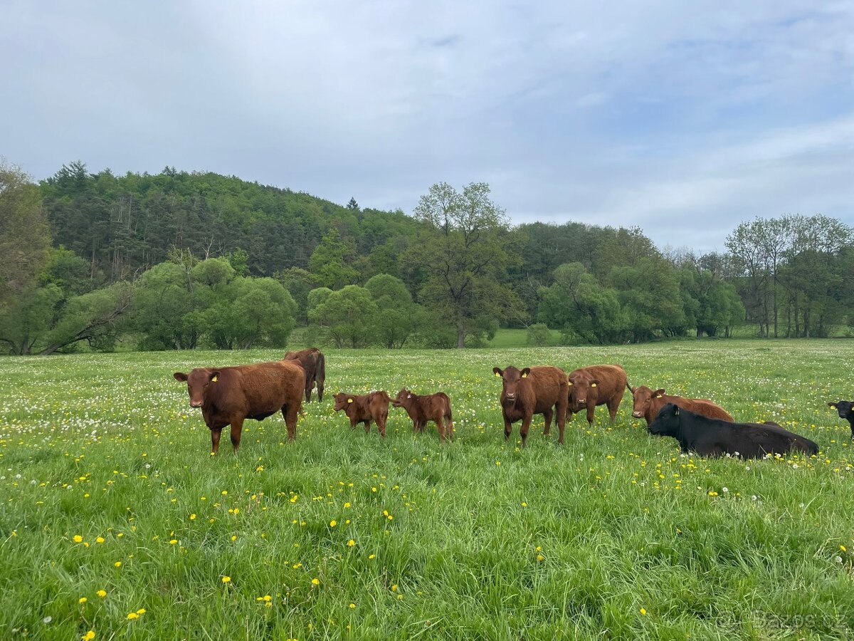 Prodám krávy jalovice telata plemenné býky Aberdeen Angus