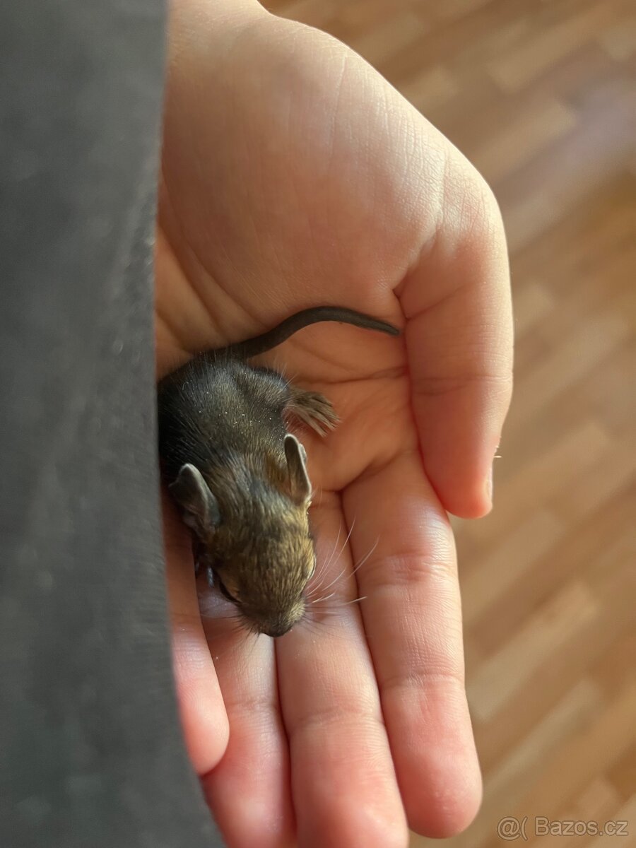 osmáci degu