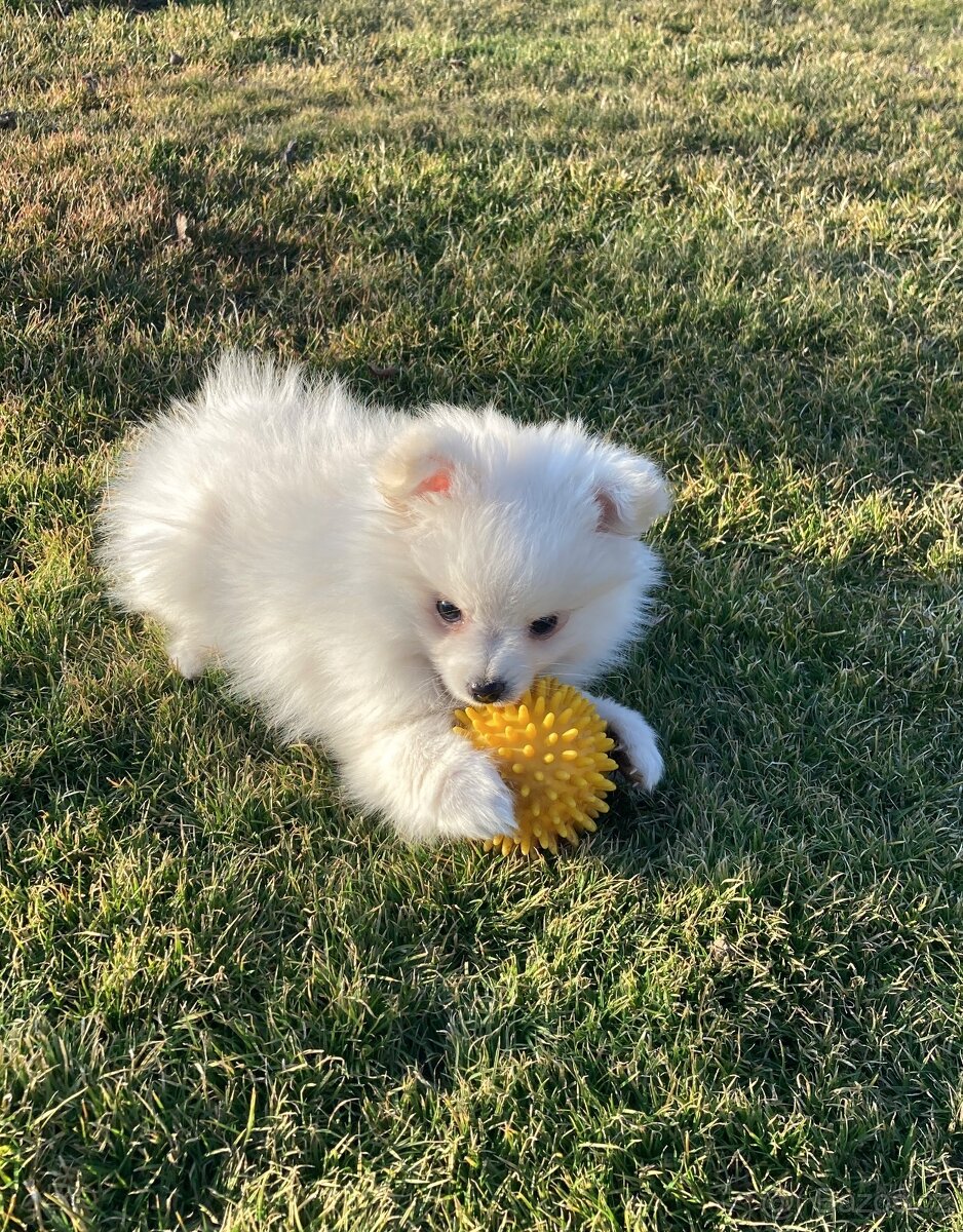 Pomeranian
