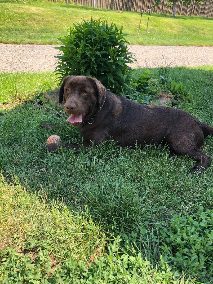 Labradorský retriever