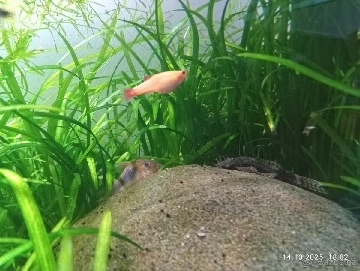 Prodám akvárium 160 l