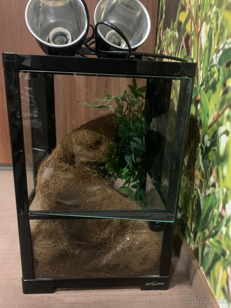 Terárium pro chameleona