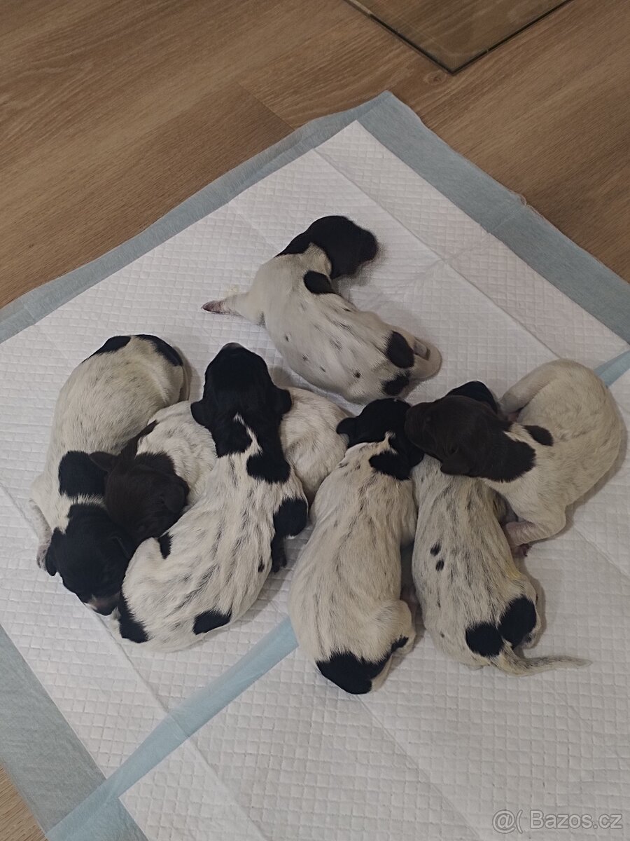 Štěňata - německý krátkosrstý ohař