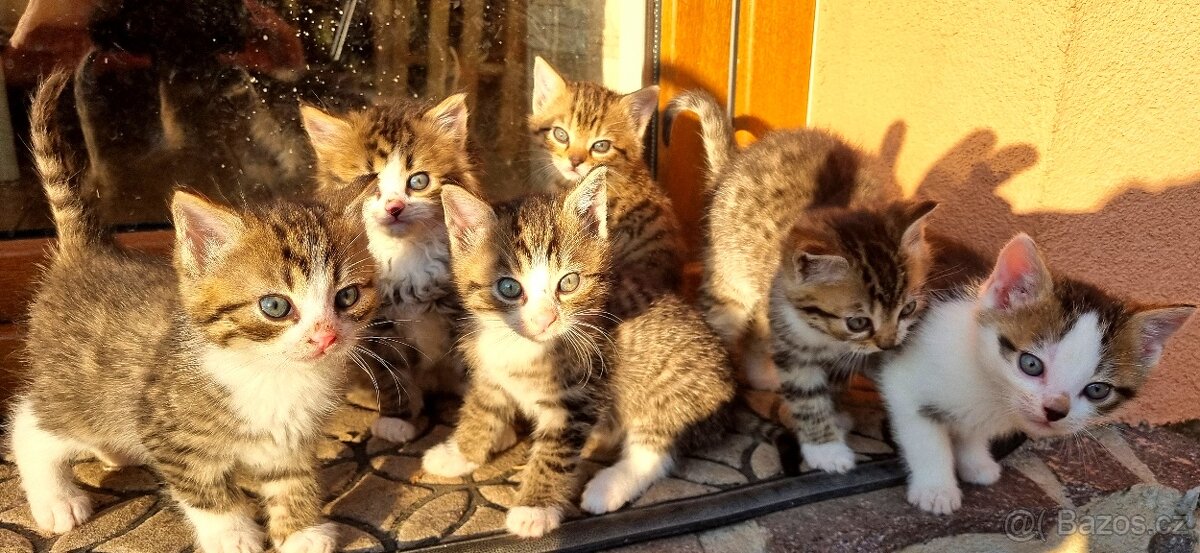 Daruji koťata