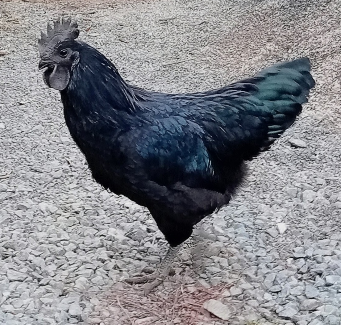 Kohout Ayam Cemani