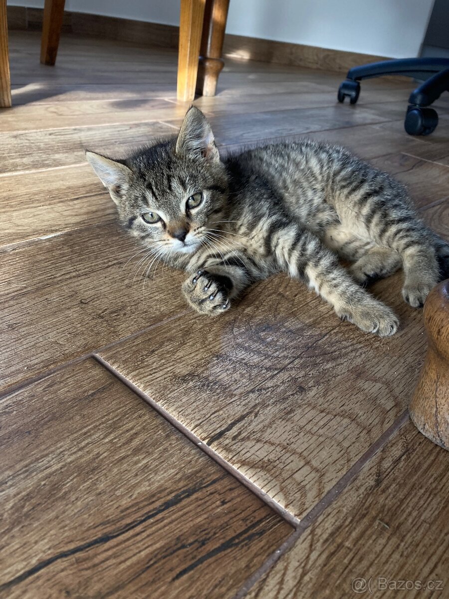 Daruji dva kocourky-koťata