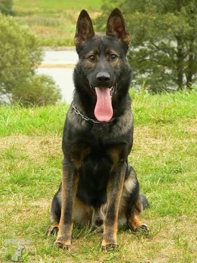 Vyměním ps5 za NOsPP