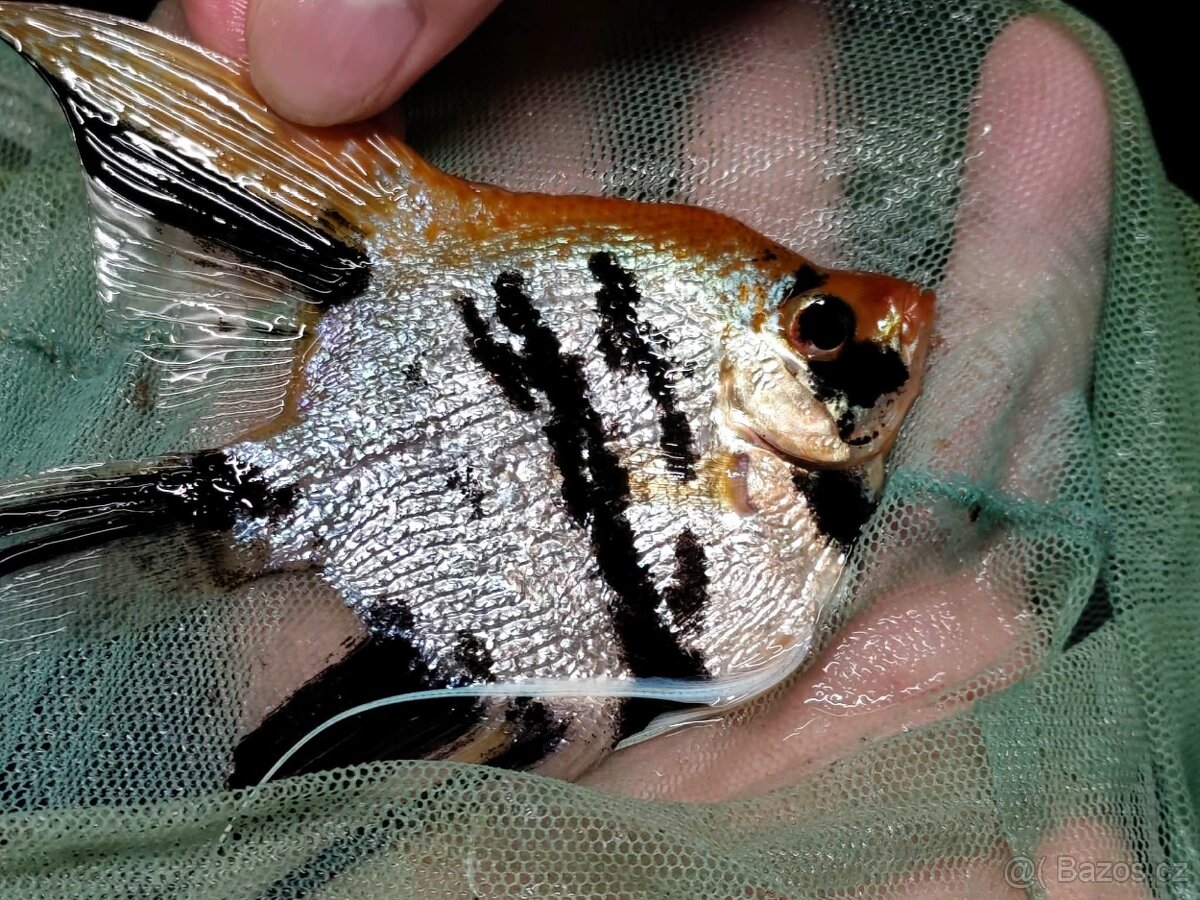 Skalar KOI diamant yellow head