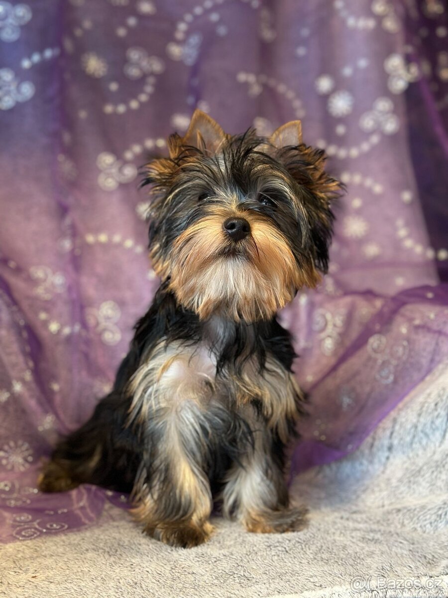 Jorkšírský teriér s PP/FCI/