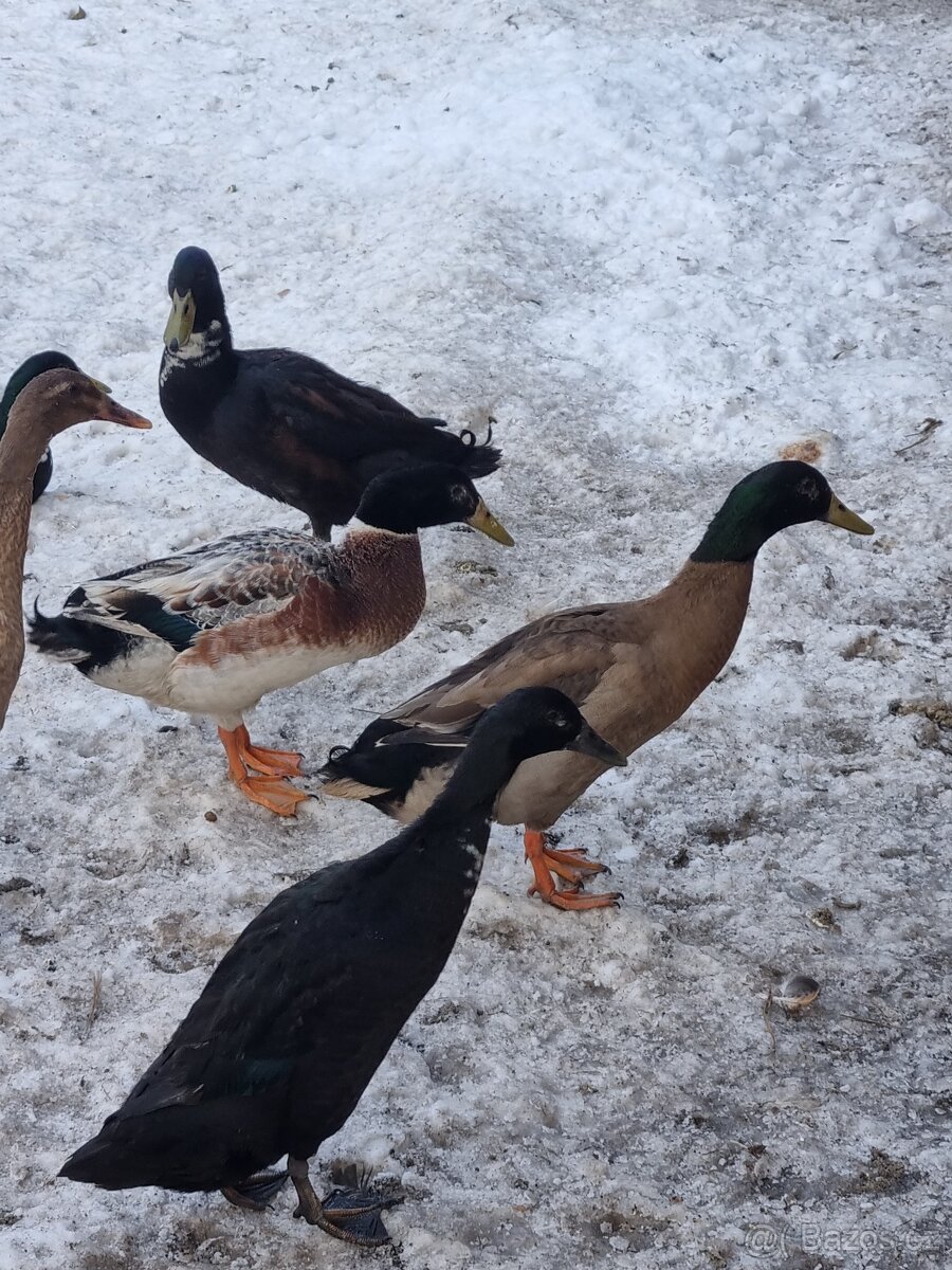 Indický běžec kačeři