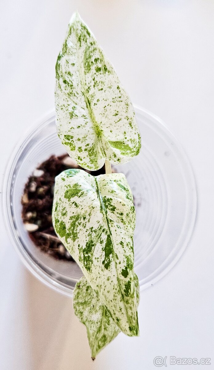 Alocasia odora batik variegated