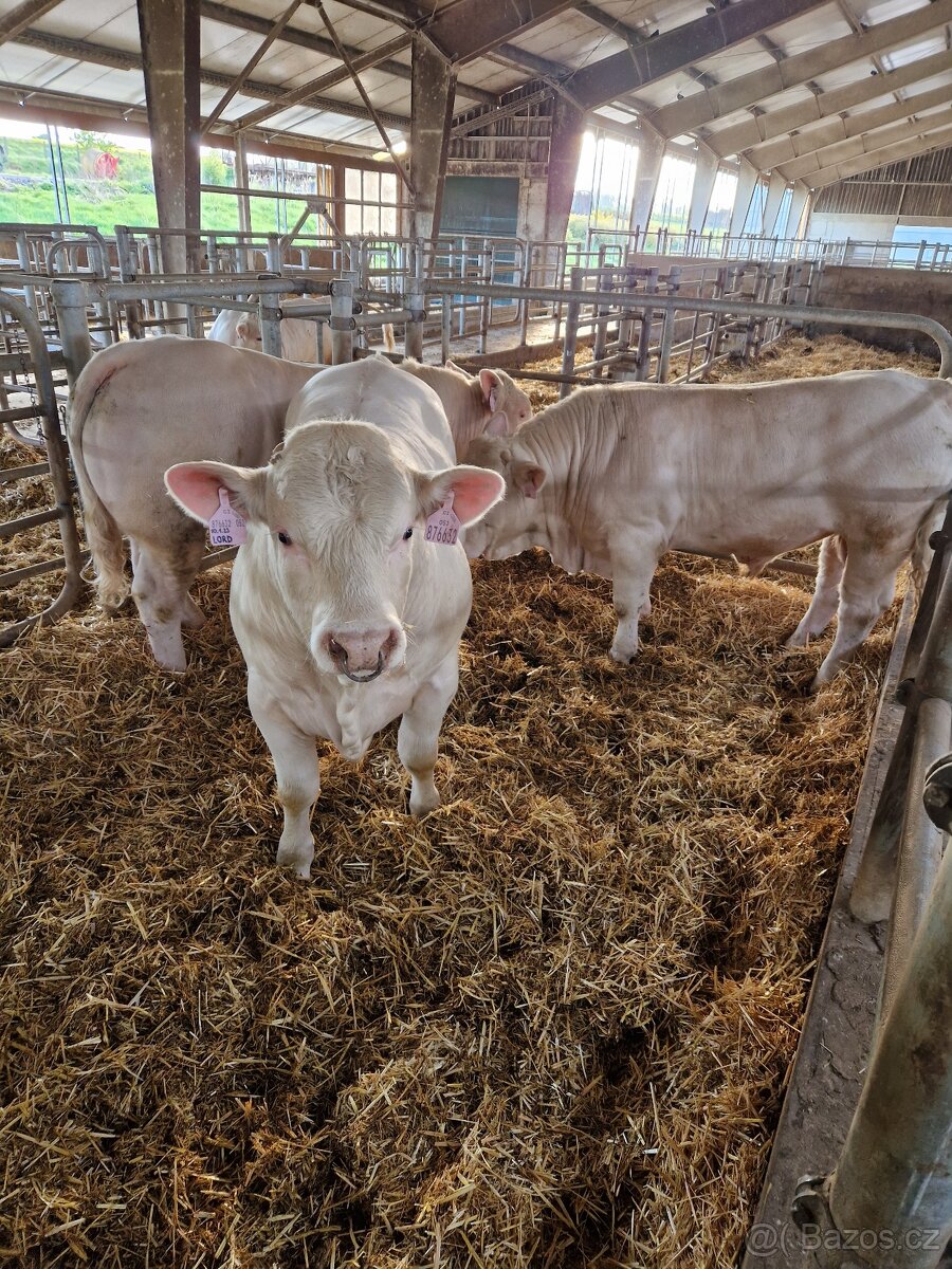 Plemenni byci Charolais