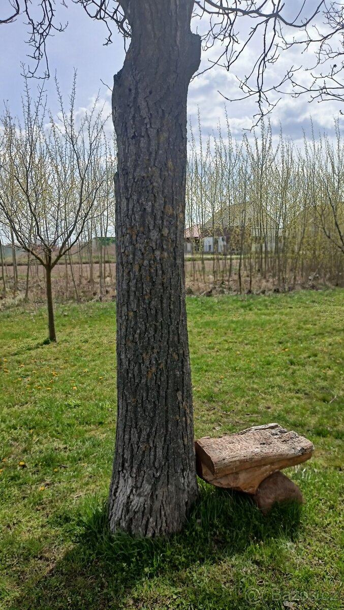Prodám kmen ořešáku obvod