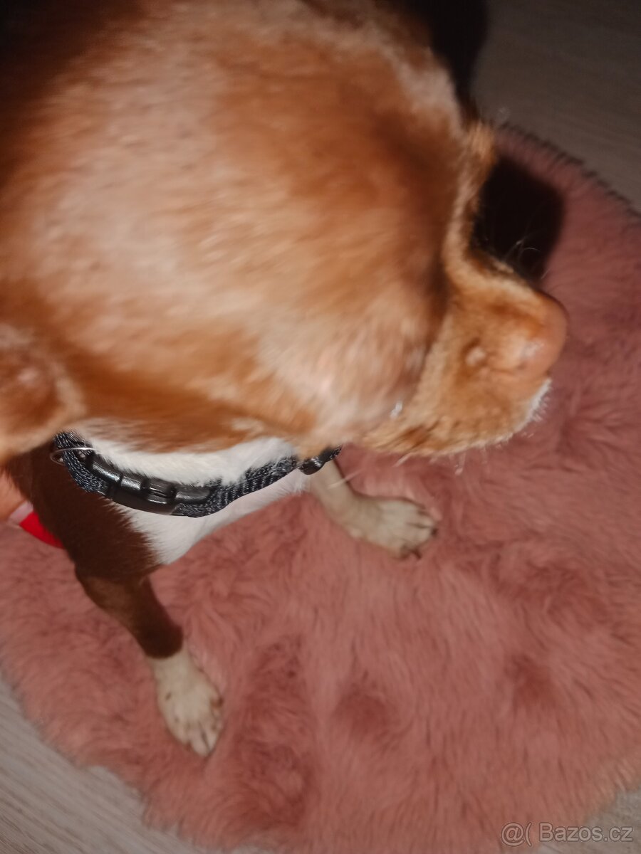 Prodám Krásného čivavu miluje děti je moc hodní hravý posluh