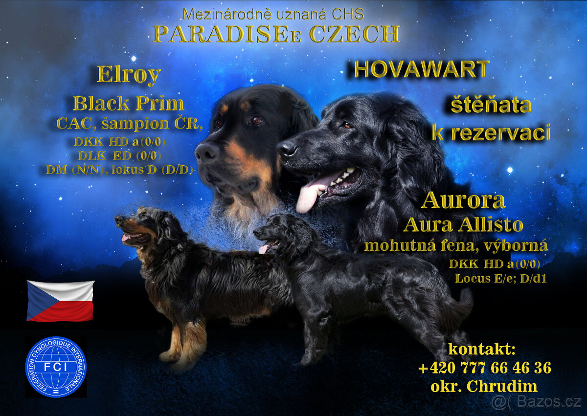 Hovawart - štěňata s PP