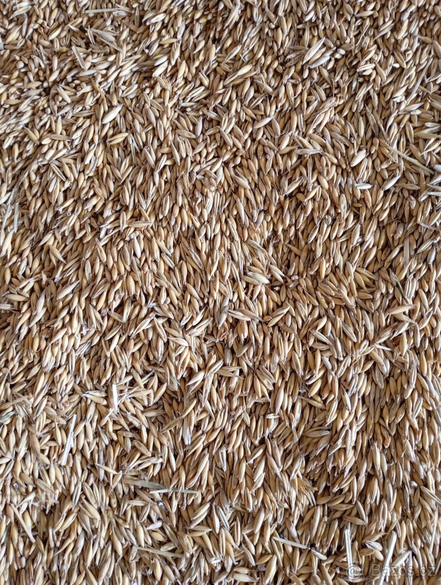 Prodáme oves