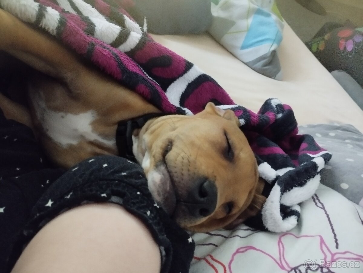 Americký pitbullteriér štěně