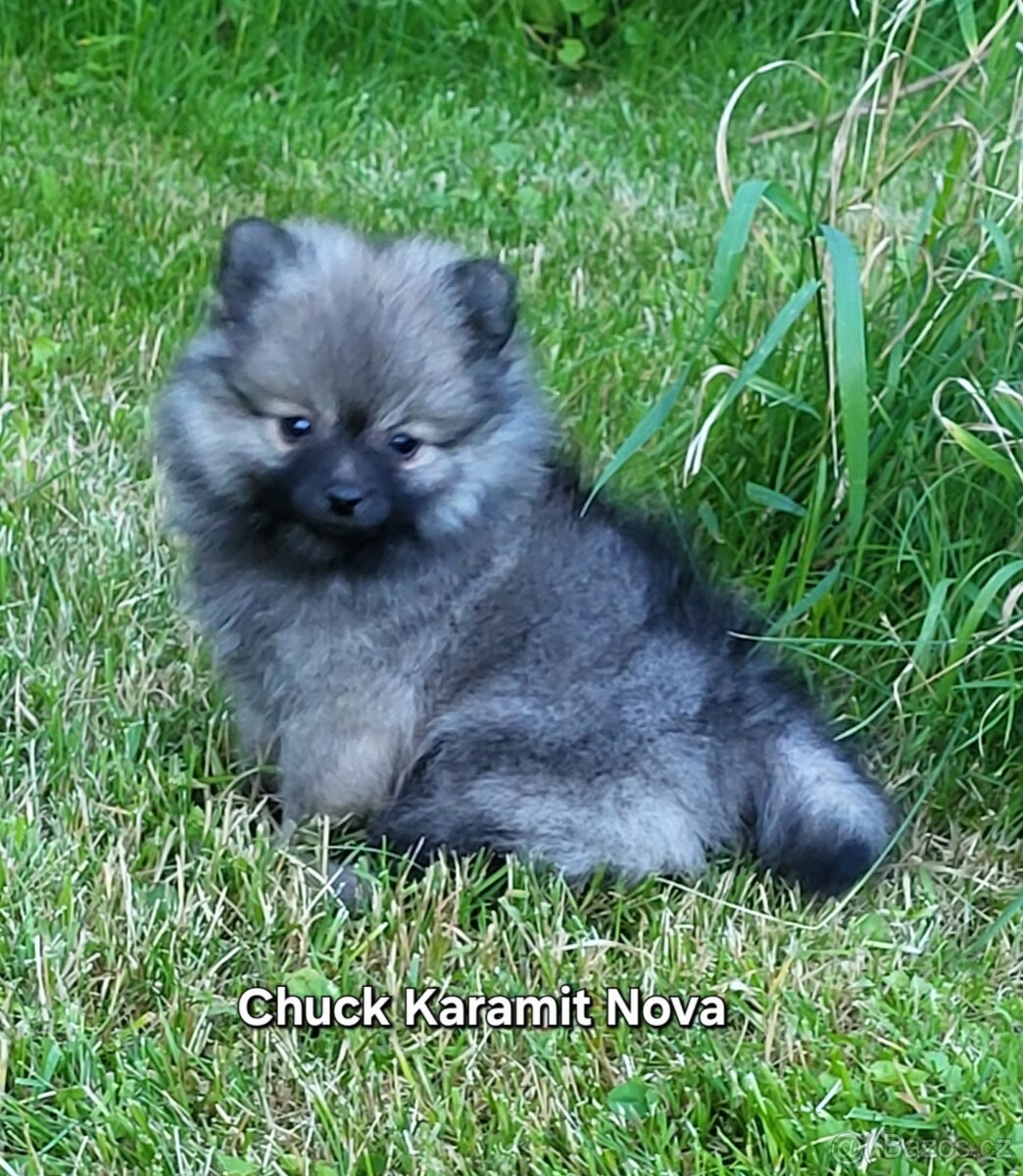 Německý špic malý a trpasličí ne pomeranian