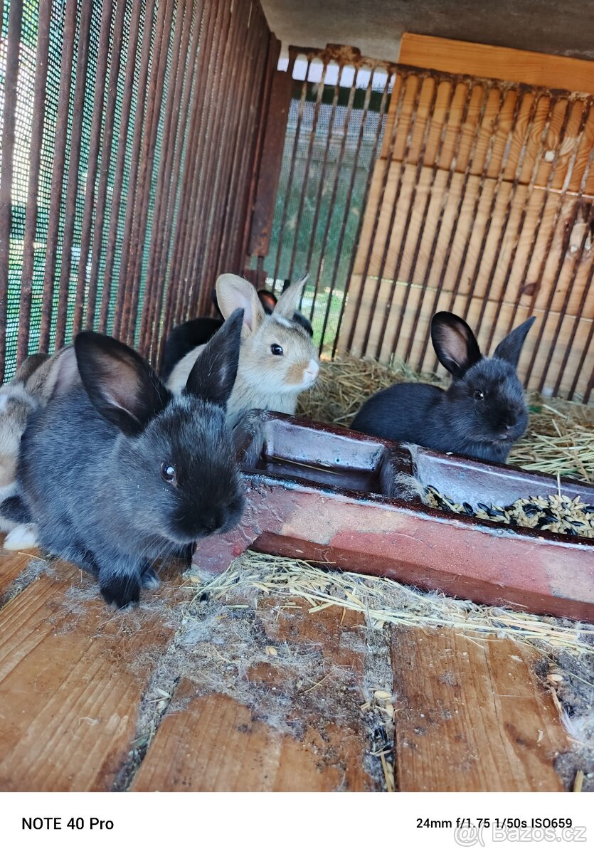 Kralíci Gottlandský x Výdenský modrý