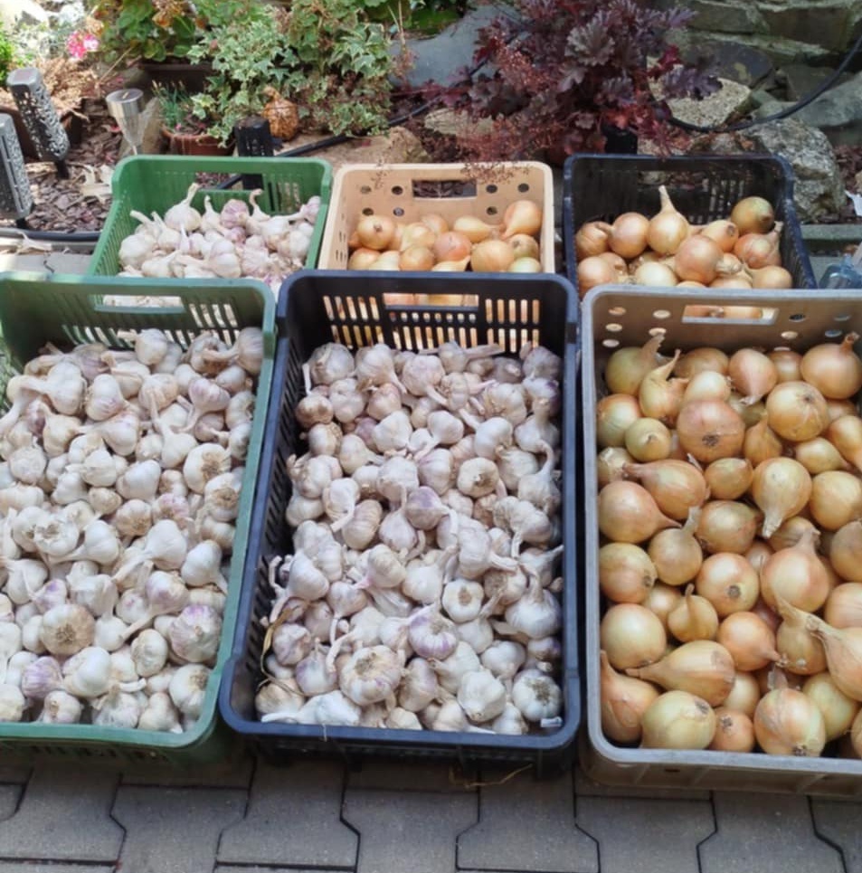 Brambory a česnek na uskladnění