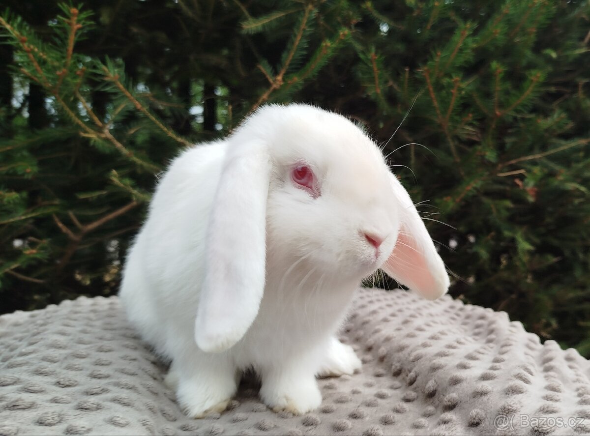 Zakrslý beránek, králíček, králík - WILLIAM