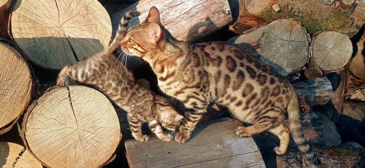 Kočka bengálská