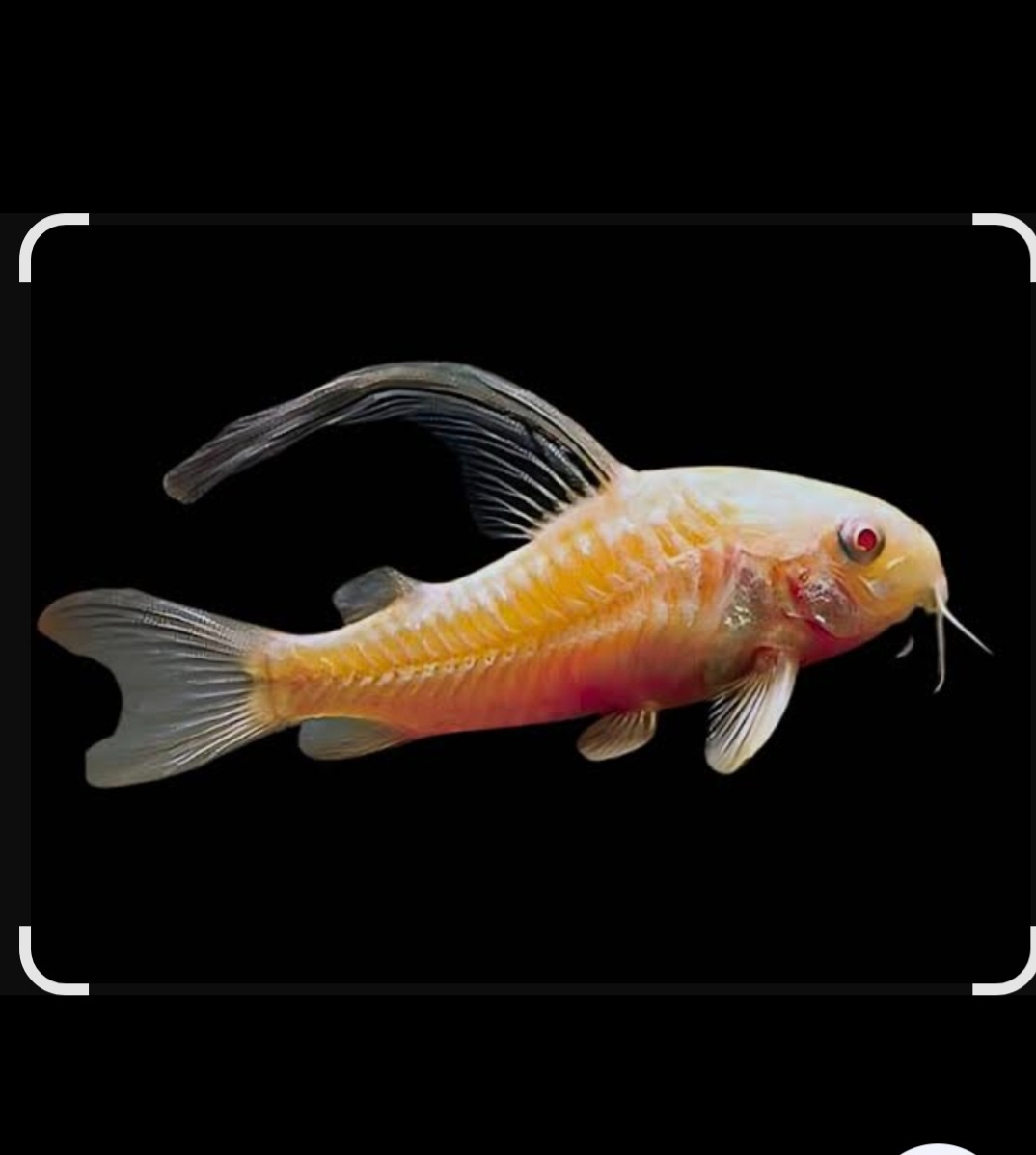 Pancernicek albin long fin