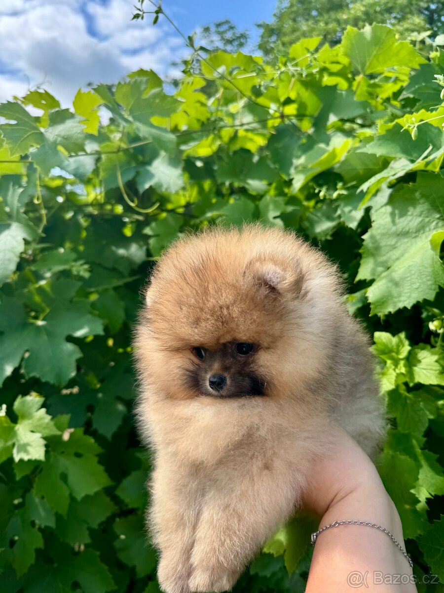 Pomeranian