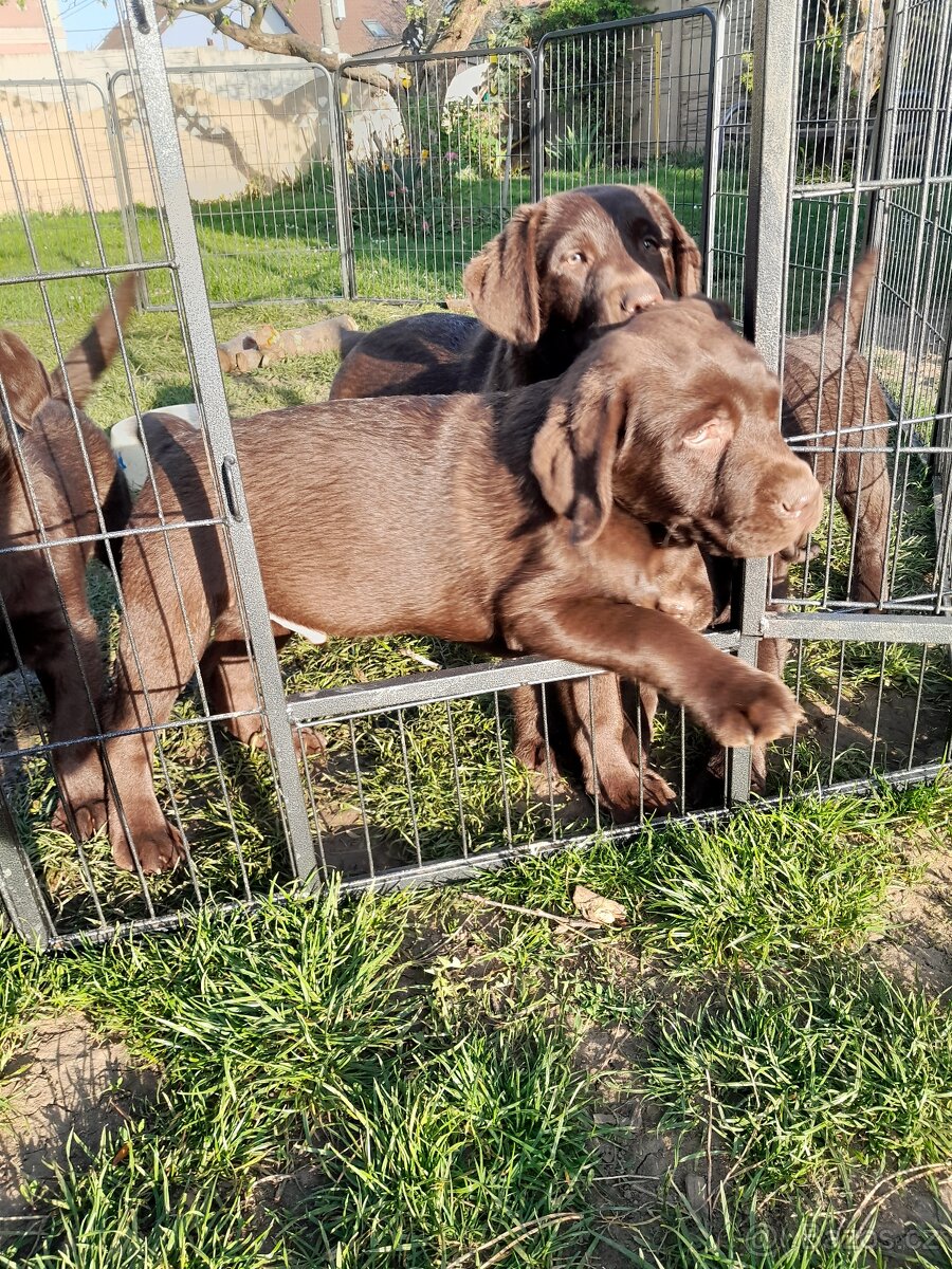 Labrador retrívr s PP pejsek 3 měsíce