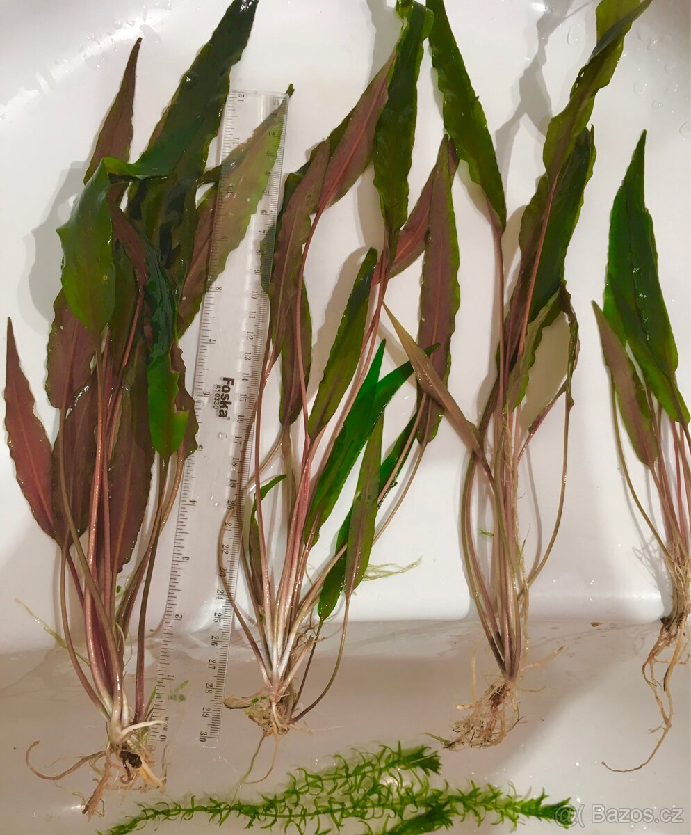 Cryptocoryne undulata
