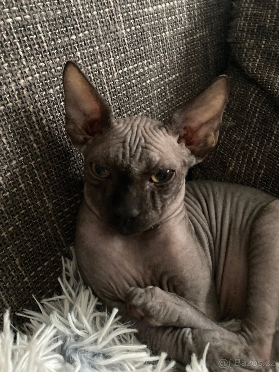 Kanadský sphynx