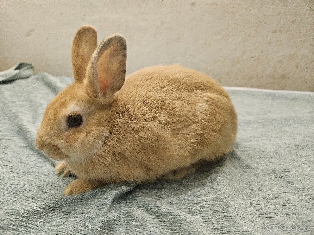 Zakrslý králíček