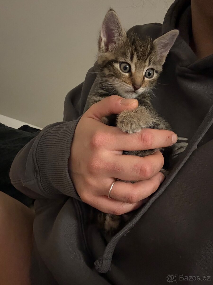 Daruji koťátka