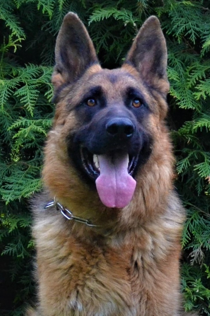 Německý ovčák štěně s PP