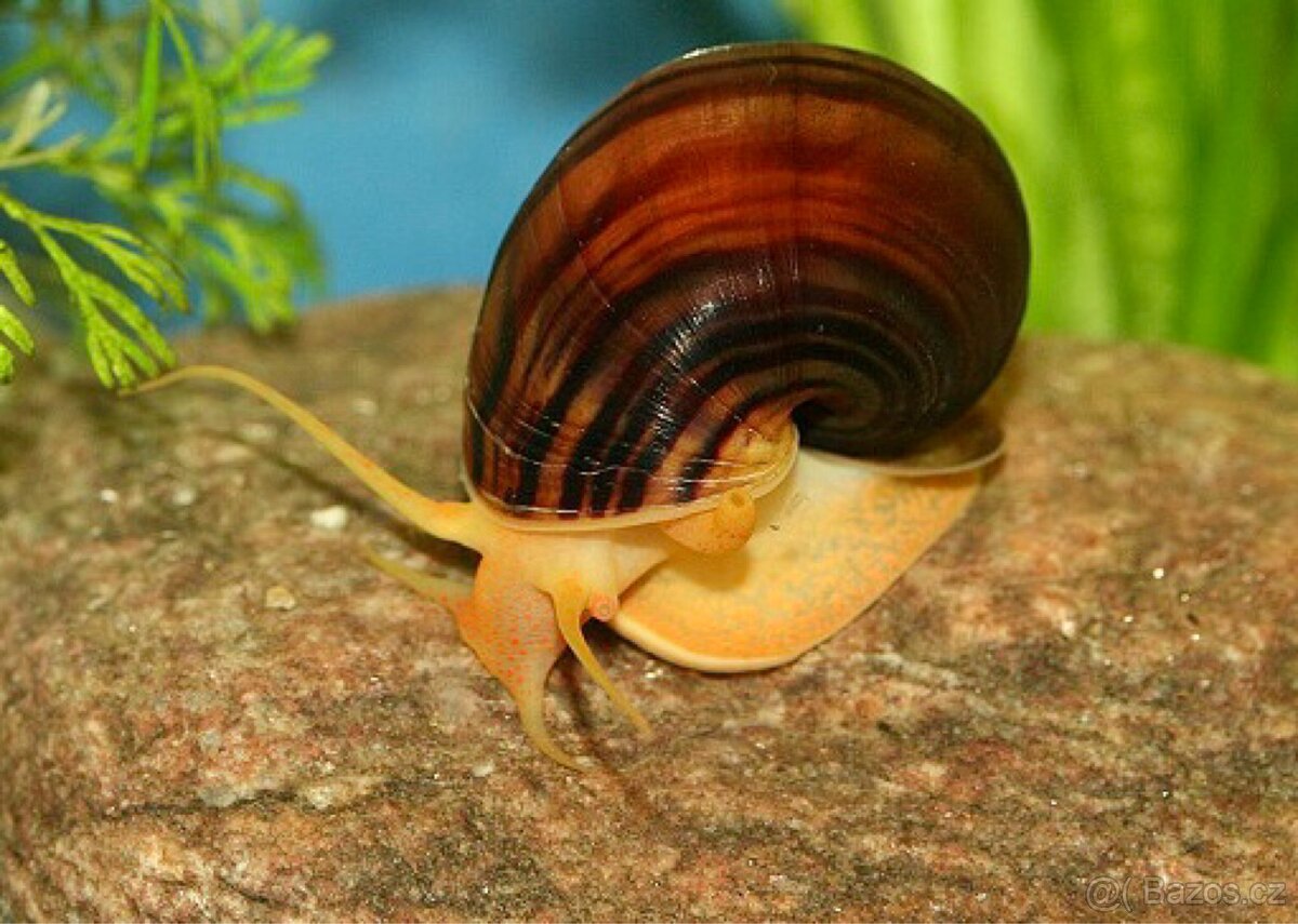 Apulária hnědá - Ampullaria australis