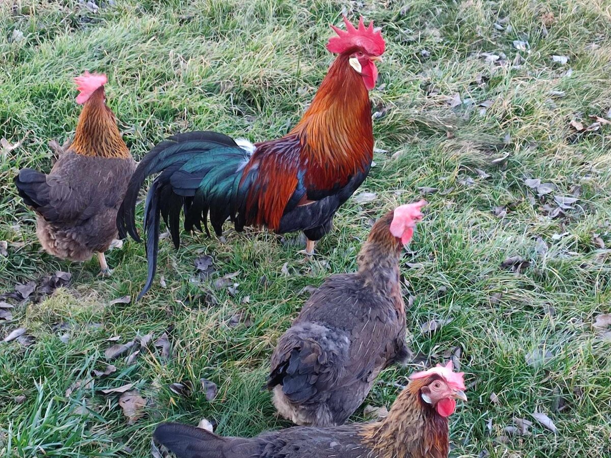 Vlašky koroptví, násadová vejce,