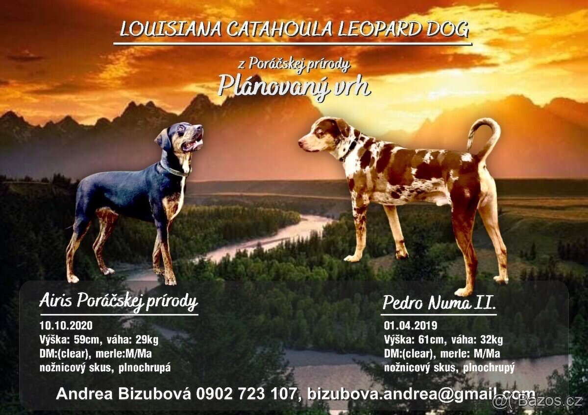 Louisianský leopardí  pes šteniatka s PP