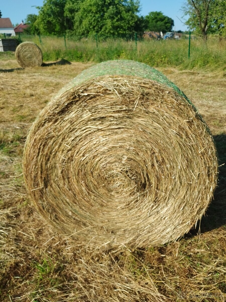 Seno