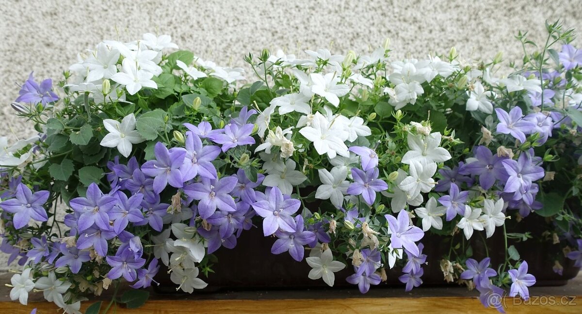 CAMPANULA ISOPHYLA