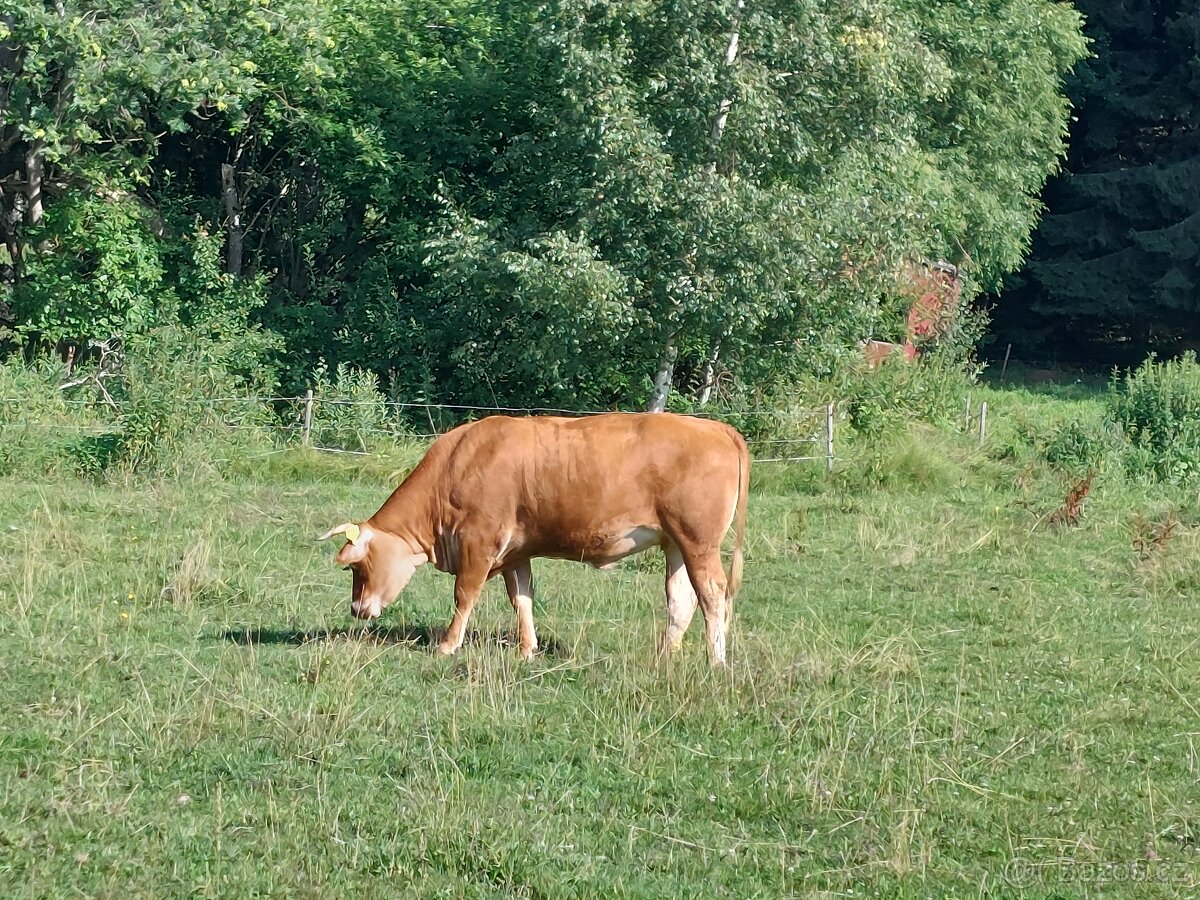 Březí jalovice