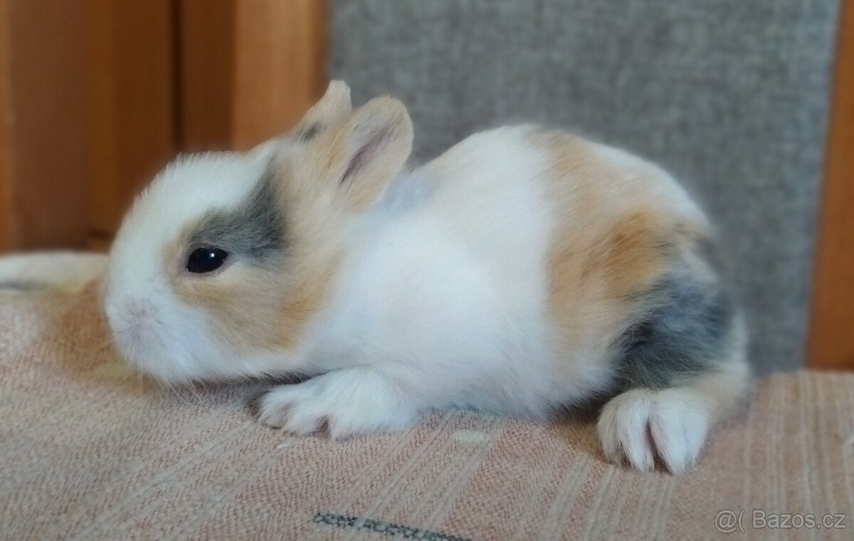Zakrslý Teddy králík, králíček