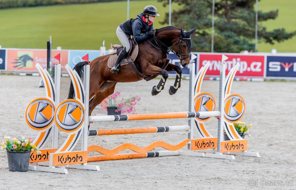 6 letá zangersheide klisna