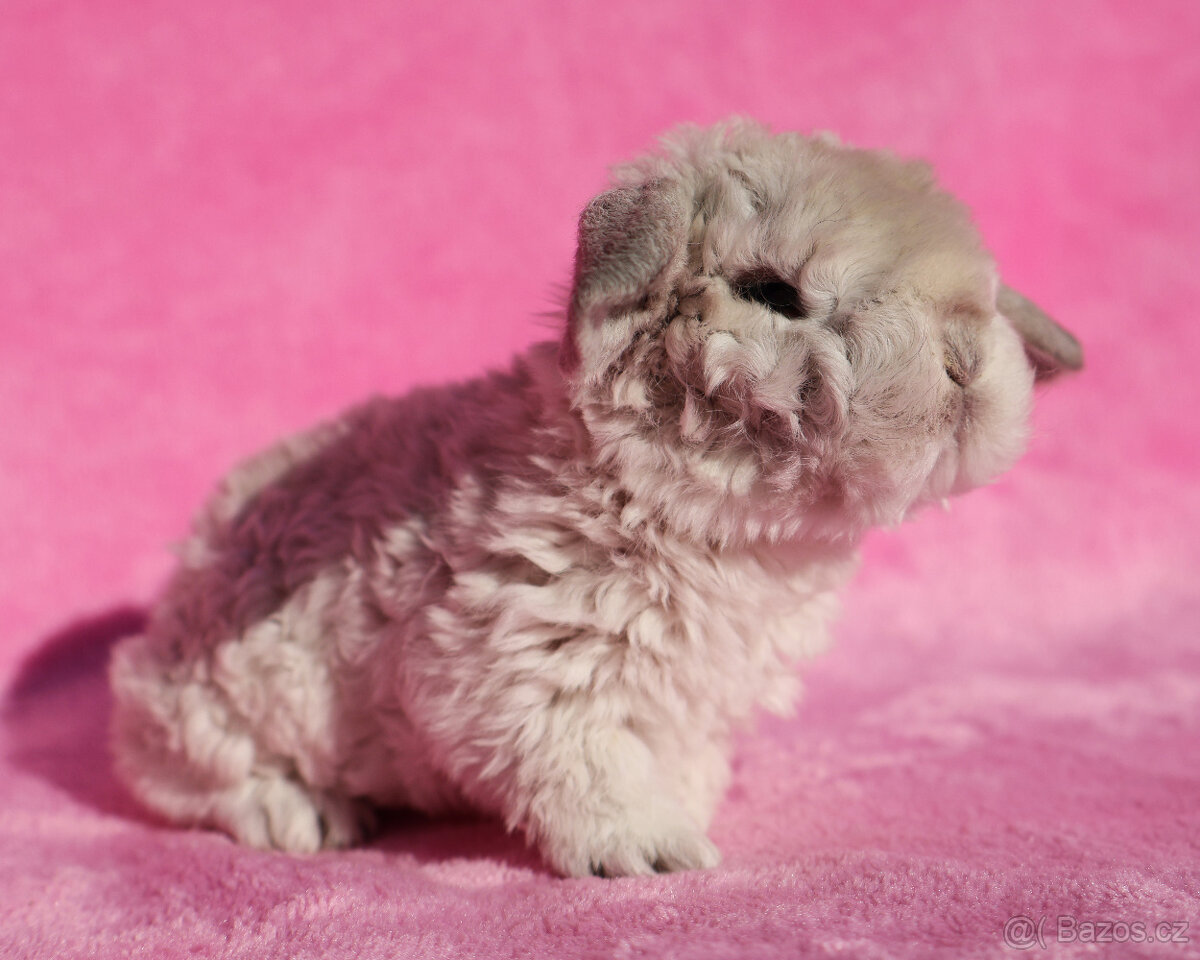 Zakrslý rex beránek , maličký siam sameček