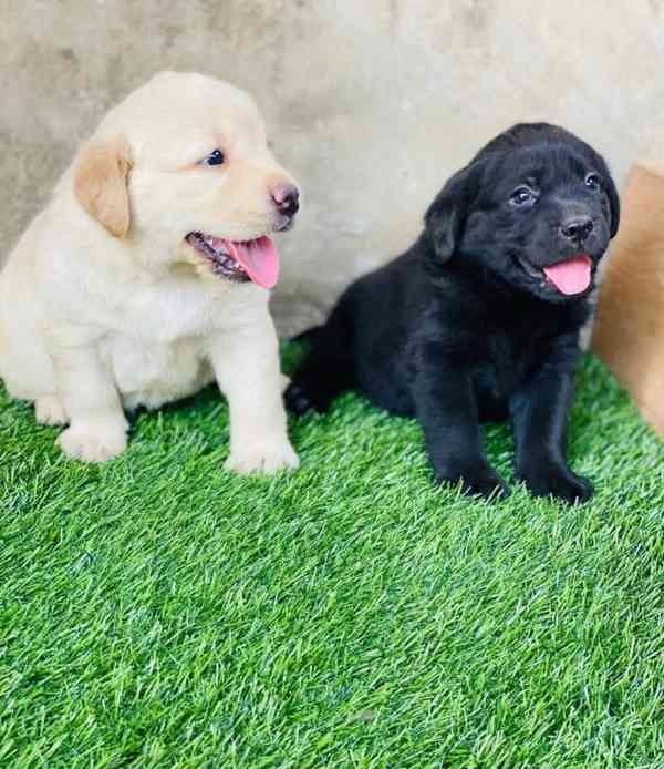 Labradorský retrívr