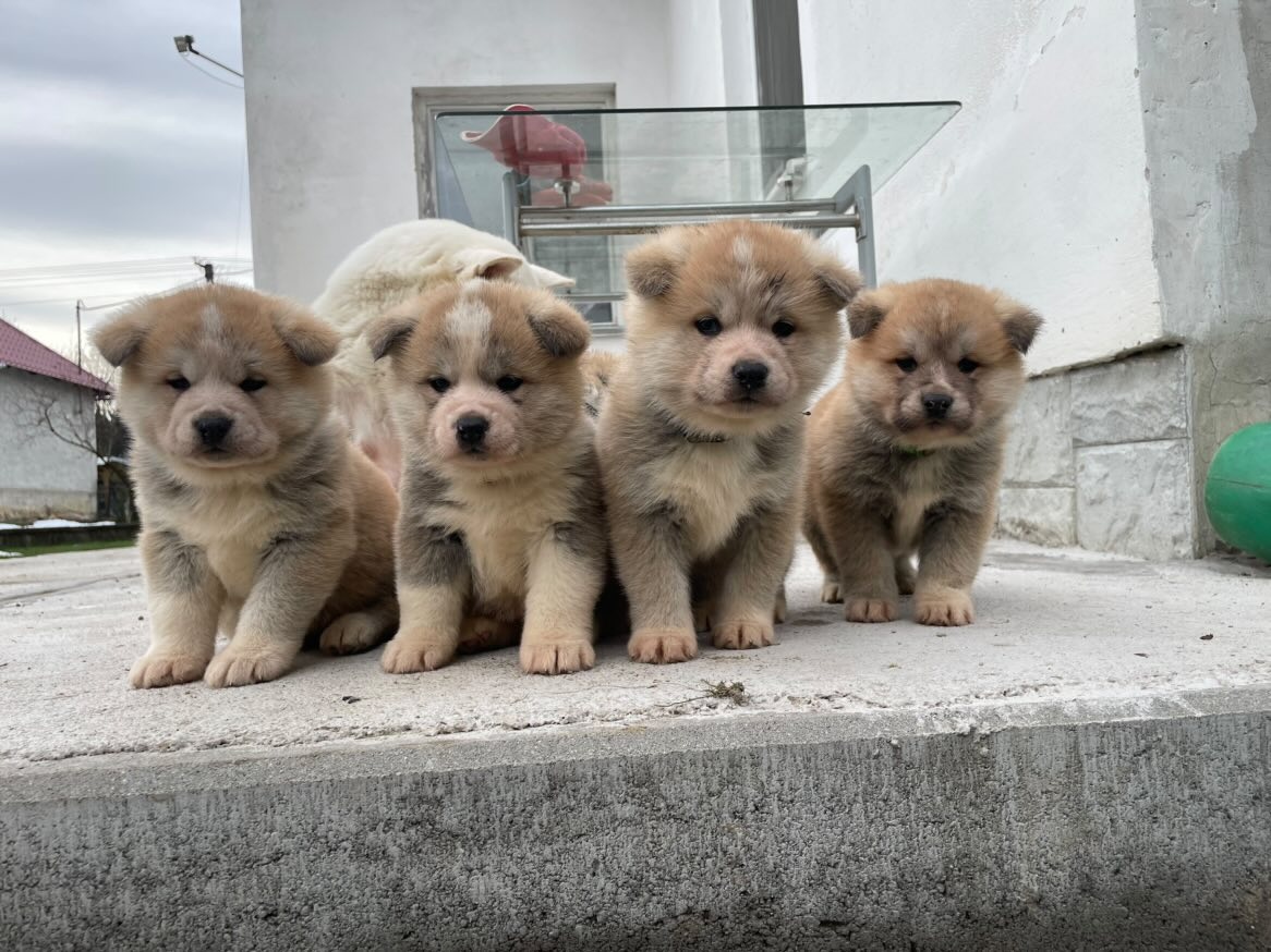 Šteňátka Akita Inu