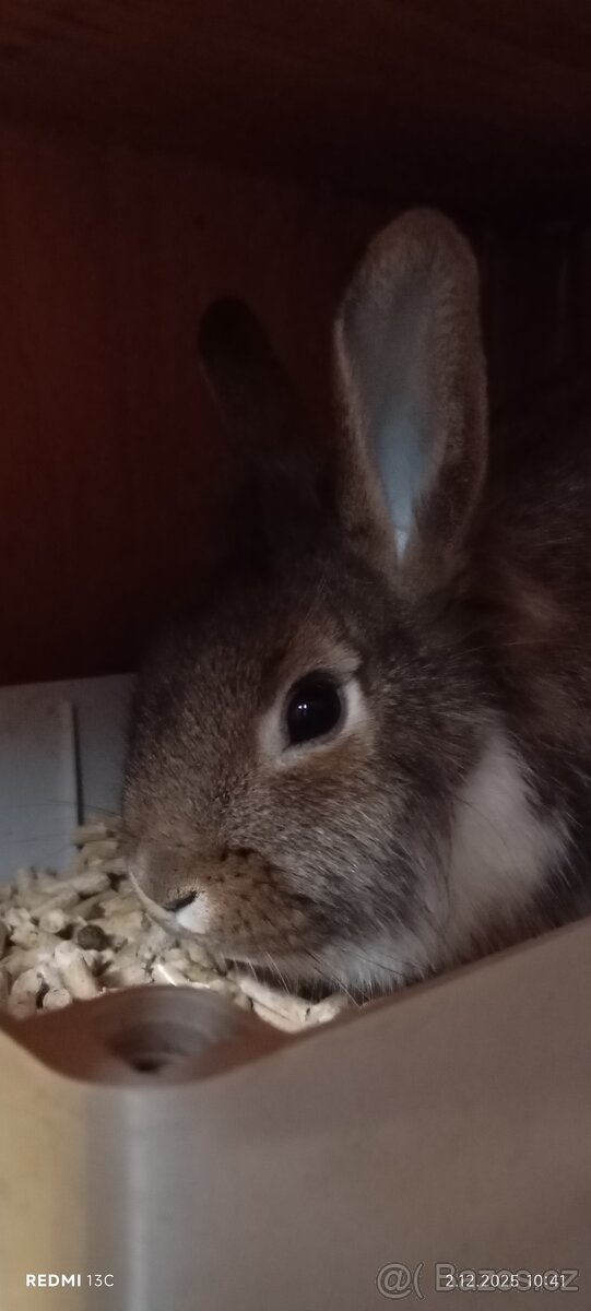 2 zakrslí králíčci s klecí